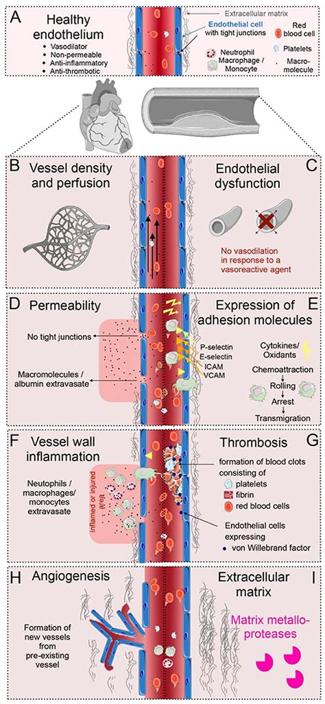 Frontiers Multi Scale Imaging Of Vascular Pathologies In