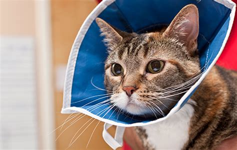 Spayingneutering Your Pets What You Need To Know Pet Health Central