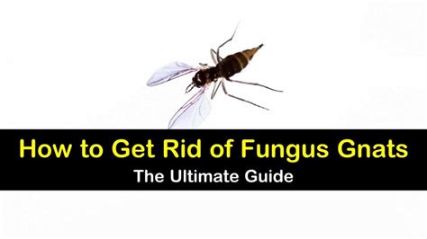 13 Creative Ways To Get Rid Of Fungus Gnats