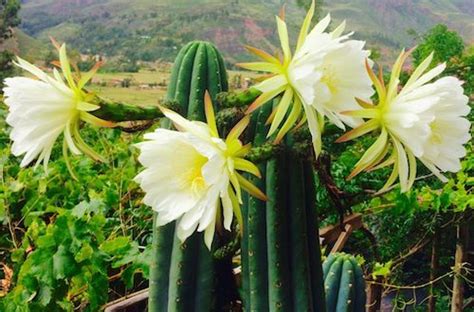 The best way to prepare san pedro cactus подробнее. Green Heart Center - In harmony with the earth