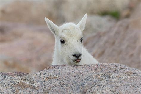Mountain Goat Kid Sticks Its Tongue Out Photograph By Tony Hake Fine