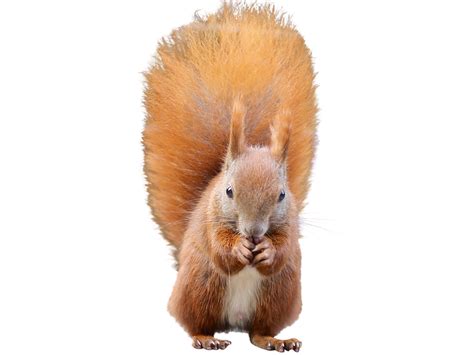 Squirrel Png Transparent Image Download Size 1996x1497px