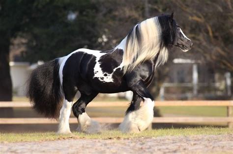 Exotic Horse Breeds With Amazing Hair Nature Babamail