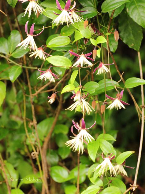 Clematis Smilacifolia Efloraofindia