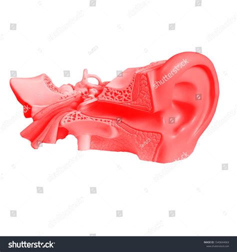Ear Anatomy Frontal Section Through Right Stock Illustration 1540694069