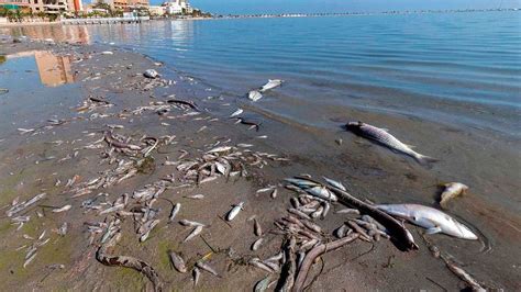 La situación de emergencia del Mar Menor no la causó la DANA