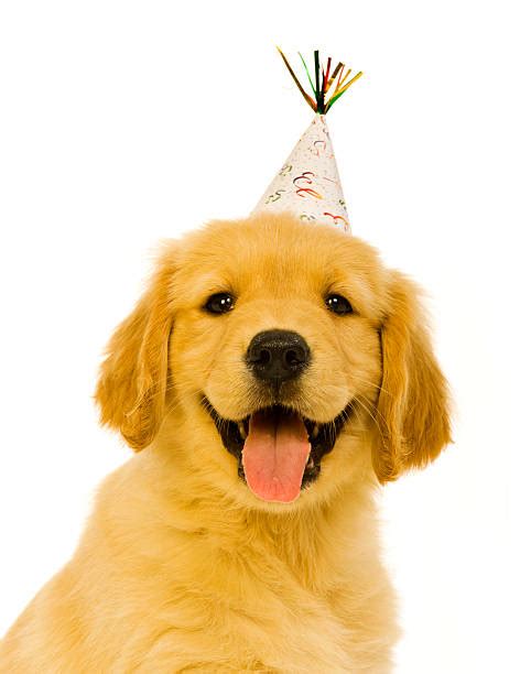 Puppy Party Hat Stock Photos Pictures And Royalty Free Images Istock