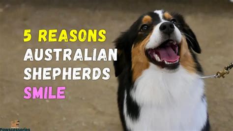 5 Surprising Reasons Why Australian Shepherds Smile