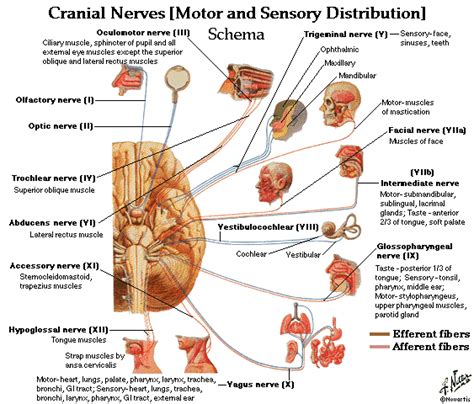 Cranial Nerves And Their Functions Brain Showingorigin Of Cranial