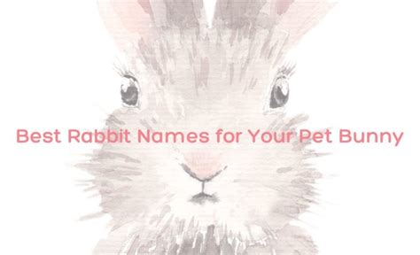 220 Best Rabbit Names For A Pet Bunny Popular Funny Cute