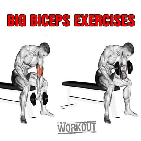 Big Biceps Exercises Healthy Arm Training Plan Bicep Tricep Ab