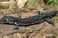 White Spotted Slimy Salamander Plethodon Cylindraceus