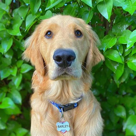 Do You Know All The Different Types Of Golden Retrievers K9 Web