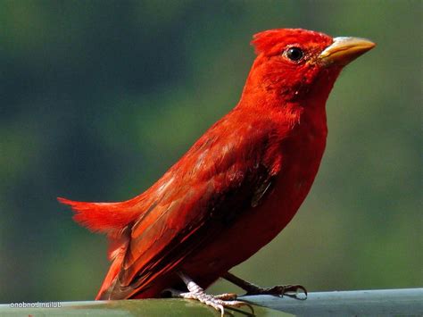 Bird In Everything Cardinal Birds In Florida