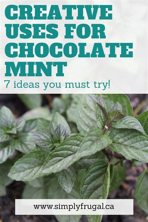 7 Creative Uses For Chocolate Mint Chocolate Mint Plant Mint Plants