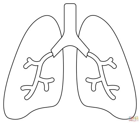 Coloring Pages Lungs Anatomy Getcolorings Getdrawings Comments Sketch