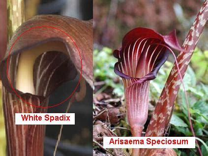 Arisaema is a large and diverse genus of the flowering plant family araceae.the largest concentration of species is in china and japan, with other species native to other parts of southern asia as well as eastern and central africa, mexico and eastern north america. ARISAEMA SPECIOSUM VAR. MIRABLE