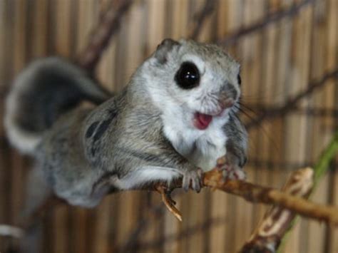 I recently discovered a cutest critter called ezo momonga. Japanese Dwarf Flying Squirrel clipart, Download Japanese ...