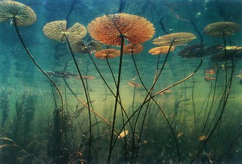 Wittgensteins Beetlejuice Photo Underwater Plants Water Lilies