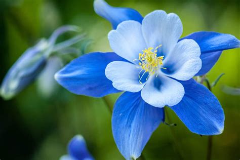 Beautiful Blue Perennial Flowers For Your Backyard