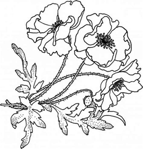 Blooming Golden Poppy Coloring Page Color Luna