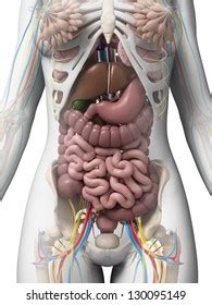 Superficial (extrinsic) muscles which move the upper limb and deep (intrinsic) muscles which act on the trunk. Female Body Diagram Images, Stock Photos & Vectors ...