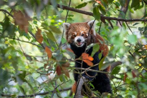 Red Panda Sitting In Tree Animal Stock Photos ~ Creative Market