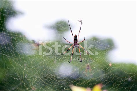 Palm Spider Stock Photo Royalty Free Freeimages