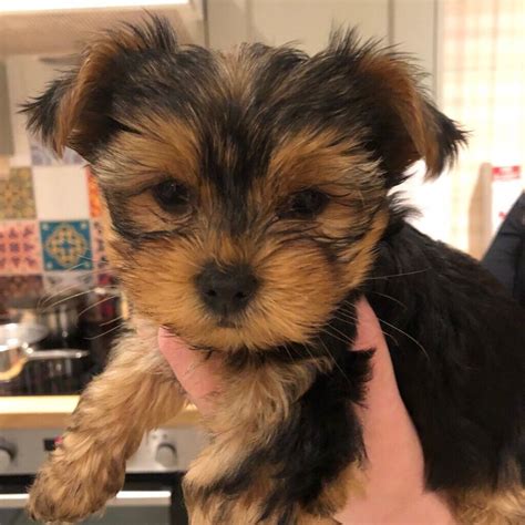 Yorkshire Terrier Puppies For Sale In Niddrie Edinburgh Gumtree