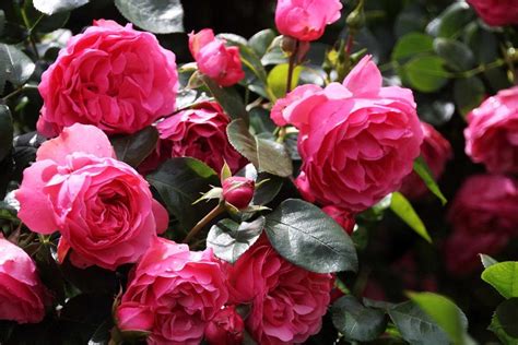 Popularne Odmiany Róż Zobacz Które Rodzaje Róż Ogrodowych Warto Mieć