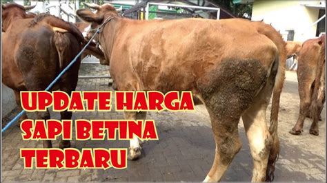 Update Harga Terbaru Sapi Betina Gondrek Bunting Indukan Pasar