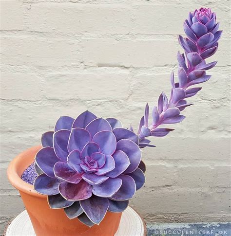 Succulent Plants On Instagram 🤷🏼♀ Echeveria Purple Pearl Loving