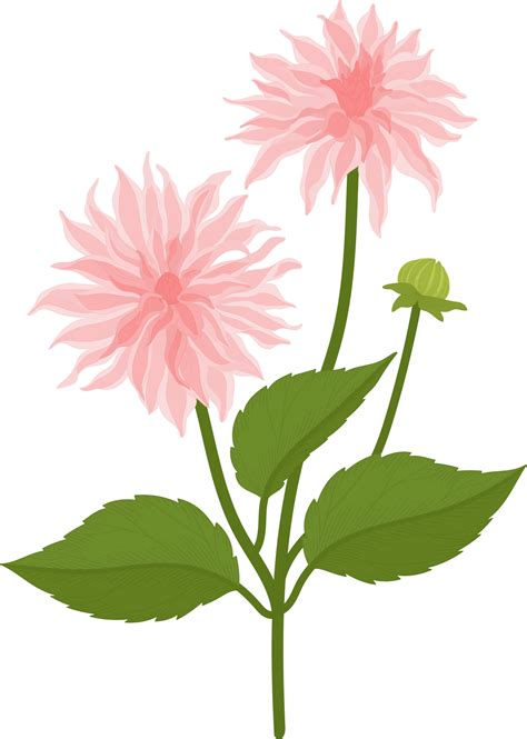 Pink Dahlia Flower Hand Drawn Illustration 10172019 Png