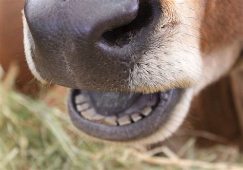 Do Cows Have Top Teeth Exploring The Dental Anatomy Of Cows