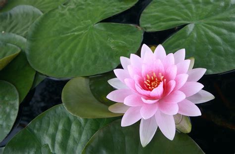 Pink Water Lily Hd Wallpaper Wallpaper Flare