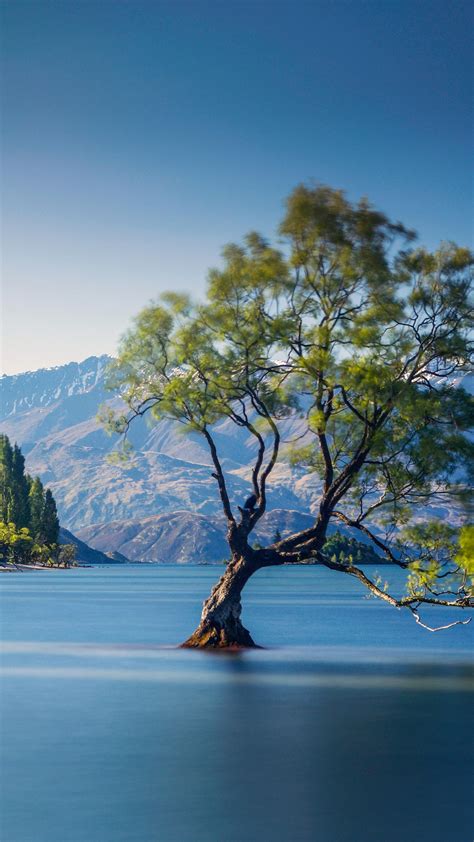The Famous Wanaka Tree At Lake Wanaka Otago New Zealand Windows