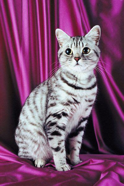 Information On Silver Tabby American Shorthair Cats American