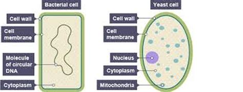 Plant and animal cells have several differences and similarities. Cells, tissues and organs - Dr Randall Science