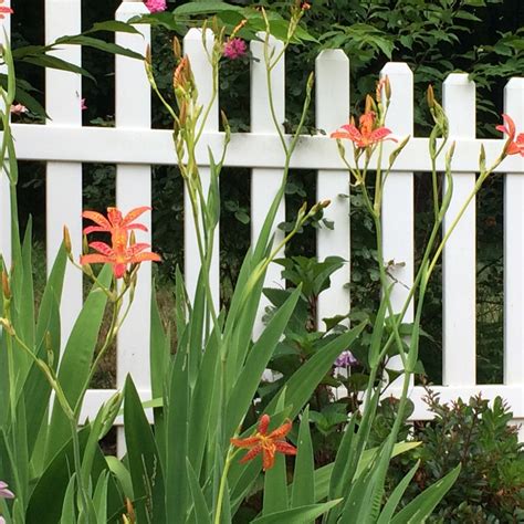 Hotels near annapolis historic district: Blackberry Lily - Annapolis, MD Patch