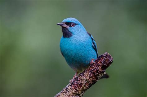 Blue Animals That Exist In Nature Worldatlas