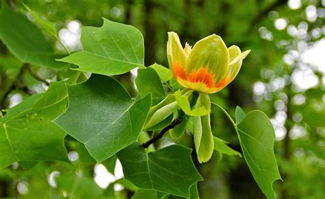 Before you leave, you notice 3 to 4 small blooms on your tree. Hoot Owl Karma: Pink Locust and the Tulip Tree