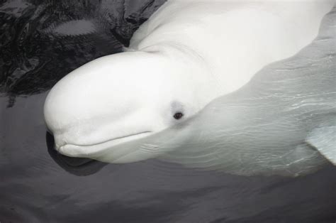 Endangered Belugas Force Devastating Oil Project To Stop Beluga Whale