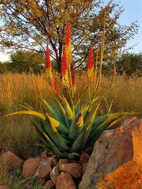 Aloe Hybrid In Flower Vaal Retreat April 2018 African Plants Trees