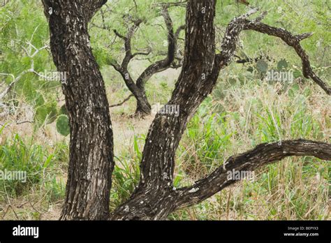 Honey Mesquite Tree Prosopis Glandulosa Rio Grande Valleytexas
