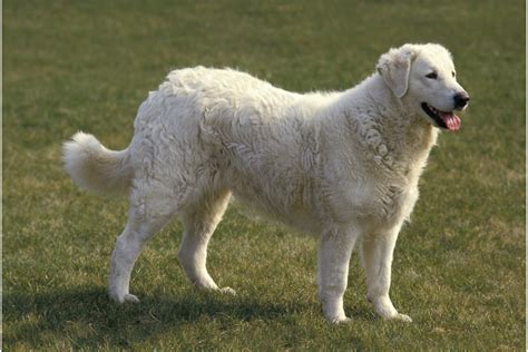 27 Big White Dog Breeds Youll Absolutely Love I Dog Snobs