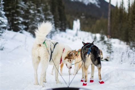 Dogsledding In Alberta Canada Young Adventuress