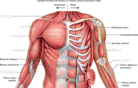 Posterior Thorax Muscles Diagram Quizlet Hot Sex Picture