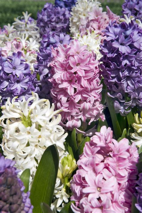 Dutch Hyacinth Discover Flower Bulbs