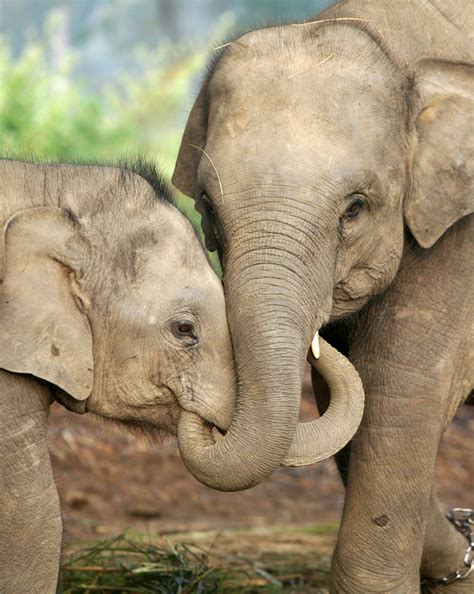 An Elephant And Her Calve Sharing A Hug ©wspa Elephant Animals