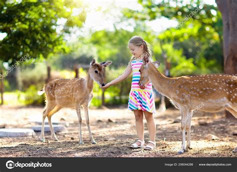 Child Feeding Wild Deer Petting Zoo Kids Feed Animals Outdoor Stock